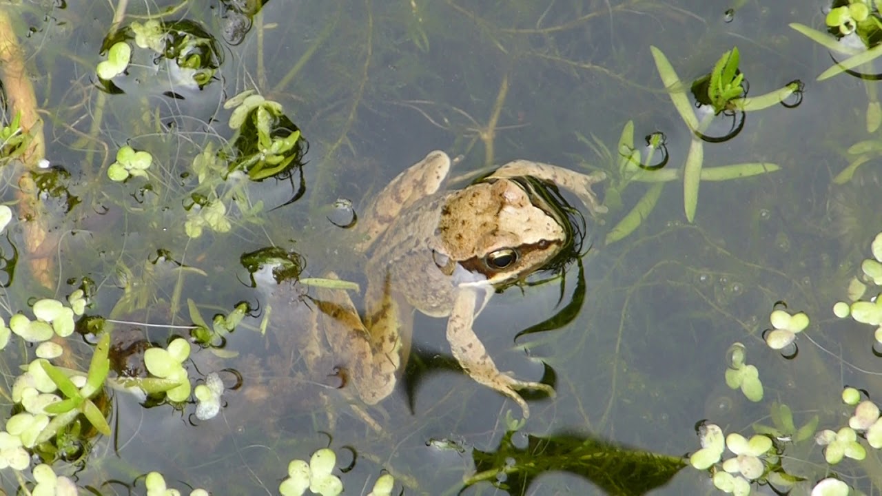European common frog - Rana temporaria  - Erkifroskur - Froskar - Garðtjörn