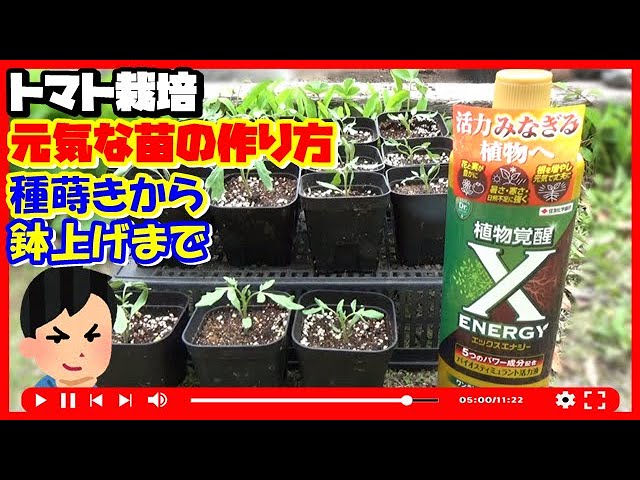 How to make tomato seedlings strong and healthy before planting