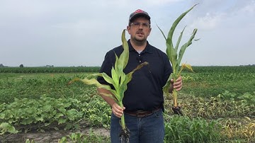 Herbicide site of action demo: Part 1, Introduction