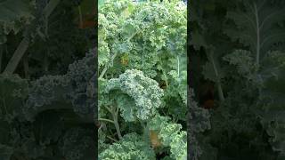 The Power of Dark Leafy Greens #foodsustainability #nutrition #plantbaseddiet