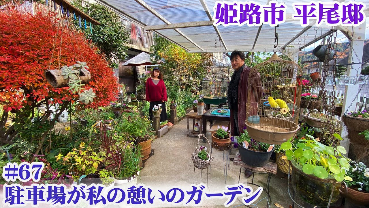 【お庭訪問 】第67回 姫路市の平尾邸は冬もレトロな雑貨と旬の花で賑わってました【個人邸の庭】