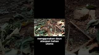 Keajaiban Sarang Semut Rangrang  Dari Daun Hingga Lem Alami yang Unik!