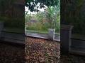 Hujan turun lagi#automobile #nature #rain #suasanapedesaan #hujan #hujanderas #alam #fyp