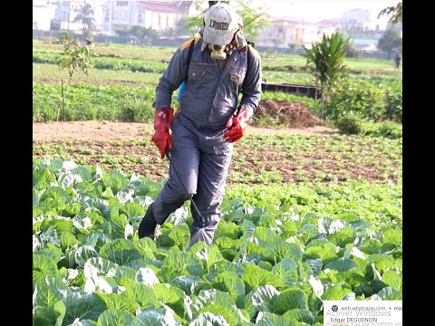 Vidéo: Maladies Du Chou : Sauver La Récolte