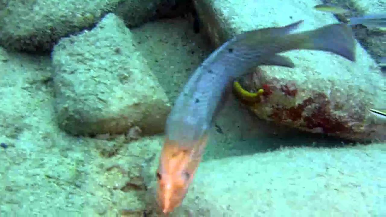 wreck-diving-cartanza-senora-st-thomas-usvi-with-dr-mark-1-7-11-flv