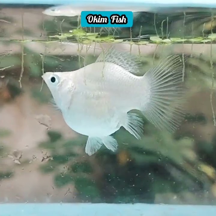 4 Jenis Ikan Molly Balon Lucu Menggemaskan - Kamu Suka Yang Mana #shorts #mollyfish #aquarium