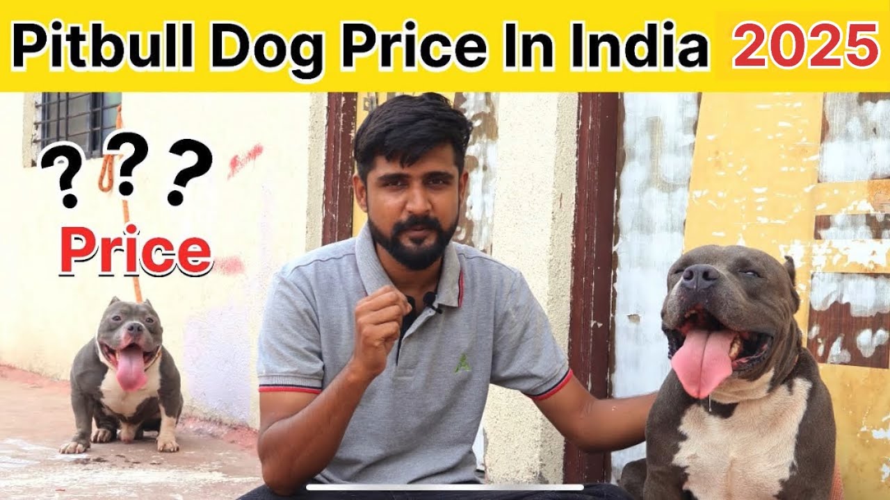 Pitbull Dog Price In India 2025 Pitbull Price In India Pitbull Dog pitbull-dog-price-in-india-2025-pitbull-price-in-india-pitbull-dog