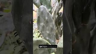 Este Cactus es un Alimento Ancestral 🌵(Milanesas de Nopal)