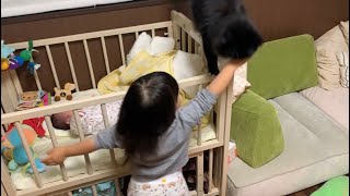 赤ちゃんに近づくのをお姉ちゃんから阻止される猫　ラガマフィン　Cats that prevent babies from approaching