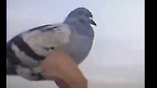 video i recorded 
