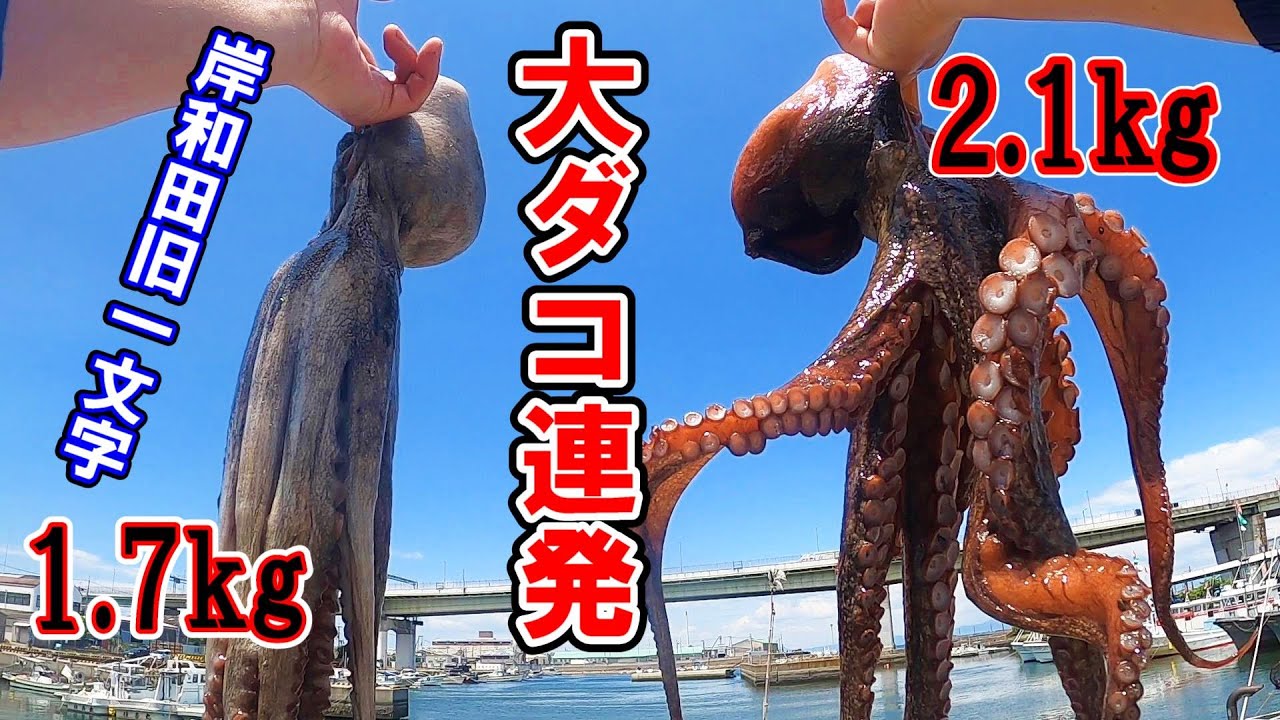 【タコ釣り】大ダコが連発のこの波止が凄い！岸和田旧一文字はタコの巣窟。