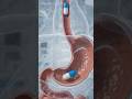 क्या आप जानते हैं दवा पेट में जाकर कैसे काम करती है? 💊🤔#HumanBody #ScienceFacts #AnimationStudio