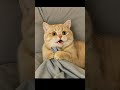 Joyful cat Dance cooking The art of Ai #ai #midjourney #aishorts #cooking #cat #catlover #catshorts