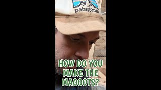 Celebrity How do you make the maggots? Net Worth