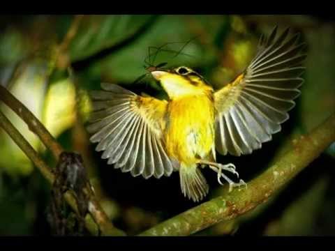 Vídeo: Como Cegar Um Pássaro