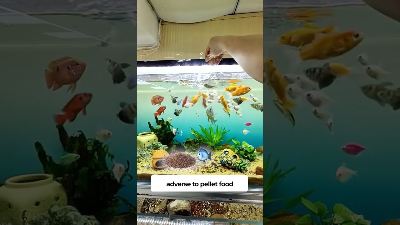 По-вашему, антарктический криль — лучший корм для рыб? 😳