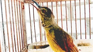 Download Lagu BURUNG KOLIBRI MQNGGQR TROTOL GACOR pancingan kolibri kepala agar nyaut bunyi MP3 Download Lagu BURUNG KOLIBRI MQNGGQR TROTOL GACOR pancingan kolibri kepala agar nyaut bunyi MP3