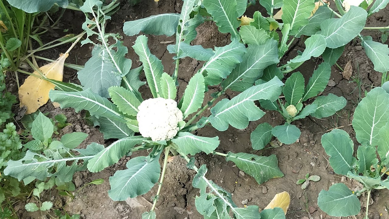 🔴 Deepak Official 2.0 Live | Chhote Creators Support & Growth ❤️