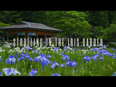STROLLING IN THE IRIS GARDEN  4KHDR  Koizumigata Park Akita Japan