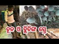 Chatu chasa re chatu ghara o structure bisodhana kemiti kariba chtugharabisodhana mushroomfarming