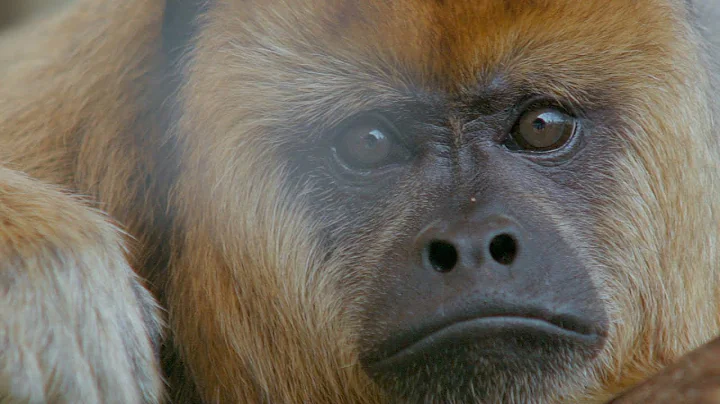 Prehensile Tails in Howler Monkeys