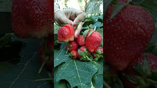 Belah Buah stroberi 🍓 #buahbuahan #fruit #makanbuah #mukbang #stroberi