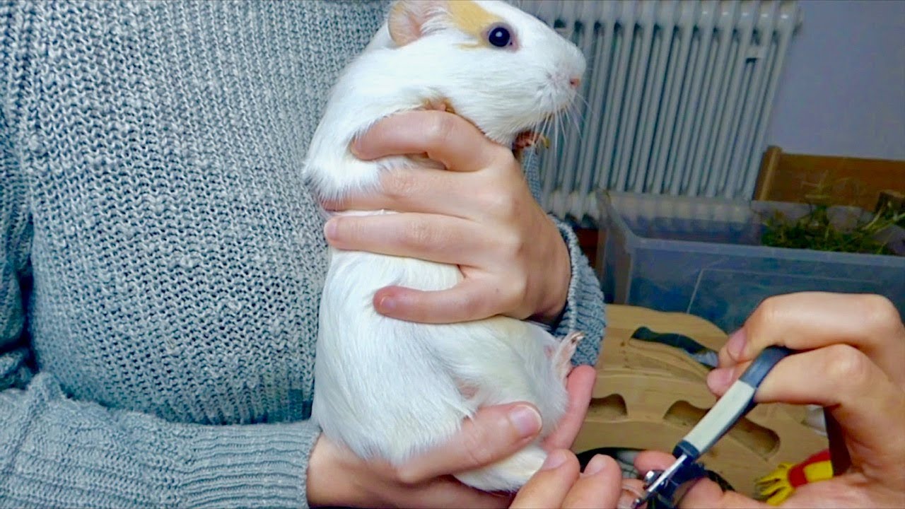 Vlog Clipping the Guinea Pigs' Nails YouTube