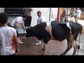 لحظه هروب العجل من السلخانه و دمر المكان و موت شخص عيد الاضحي هروب العجل ٢٠٢١