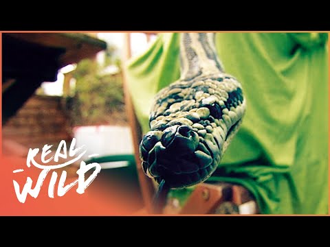 The Woman Who Lives With 40 Snakes | Animal Madhouse E5 | Real Wild