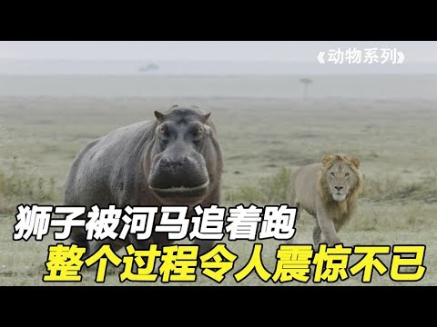 两头狮子原本捕食河马，结果被河马追着跑，狮子狼狈逃窜，纪录片