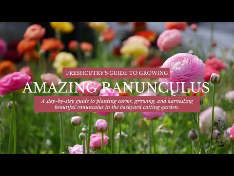 วีดีโอ: Ranunculus Bulbs: การปลูกดอก Ranunculus ในสวน