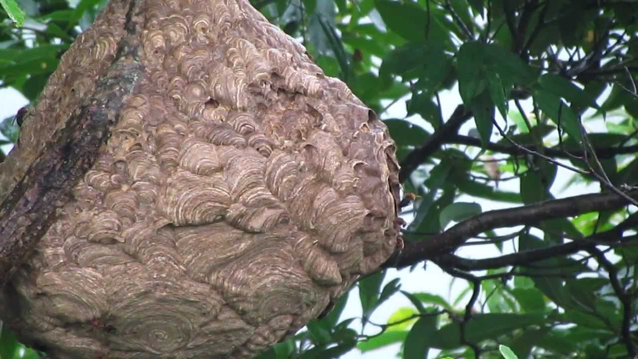 Rasham Insect 蜂窩 - YouTube