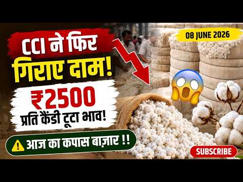 CCI में ₹2500 की गिरावट!😱 जानिए आज कितनी रुई गठानें बिकीं? #youtube #kapas