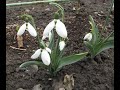 Підсніжник кримський великий Підсніжник кримський великий Flowers Продаж Цибульковірослини 