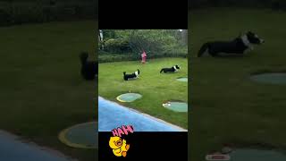 Funny and hilarious cats fight part 945 videos