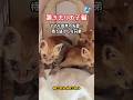 母猫はどこ？帰りを待ち続け必死に生きた４匹の子猫たち…😢 | ねこせん