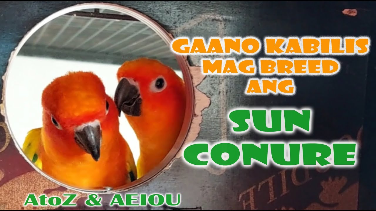 GAANO KABILIS MAG BREED ANG SUNCONURE