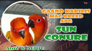 GAANO KABILIS MAG BREED ANG SUNCONURE