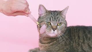 Pamper Your Furry Friend