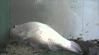 20111020魚大王加油 2