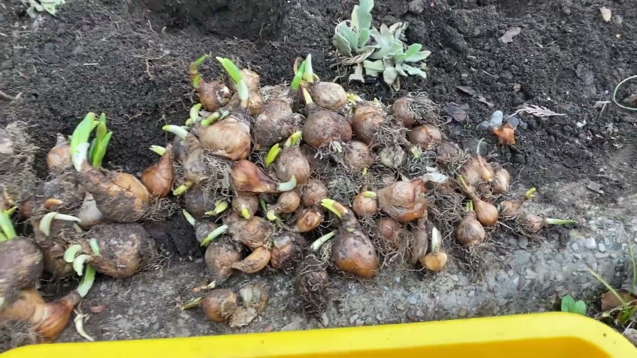 How late can I plant daffodil bulbs - how about late February / early  March?!