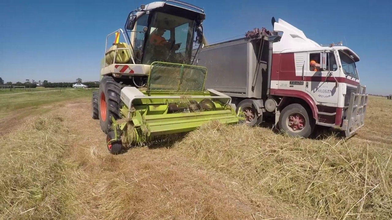 cereal silage Australia