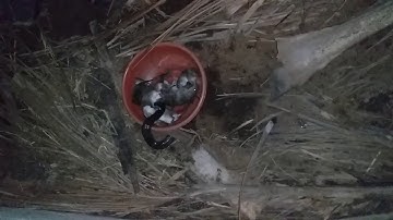 Chia sẽ cách cho rắn hổ hành ăn mồi chuột hiệu quảShare ways for the onions to eat rats effectively.