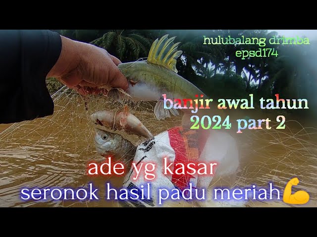 banjir awal tahun 2024 part 2. ade ikan kasar 💪 ,hulubalang drimba 174 class=