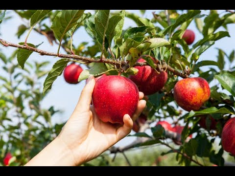 ვაშლის ბაღები