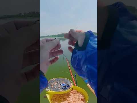 Hướng dẫn buộc thẻo câu cá mè tại hồ