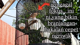 PAKAI INI || BRANJANGAN BAHAN RAJIN NGRIWIK