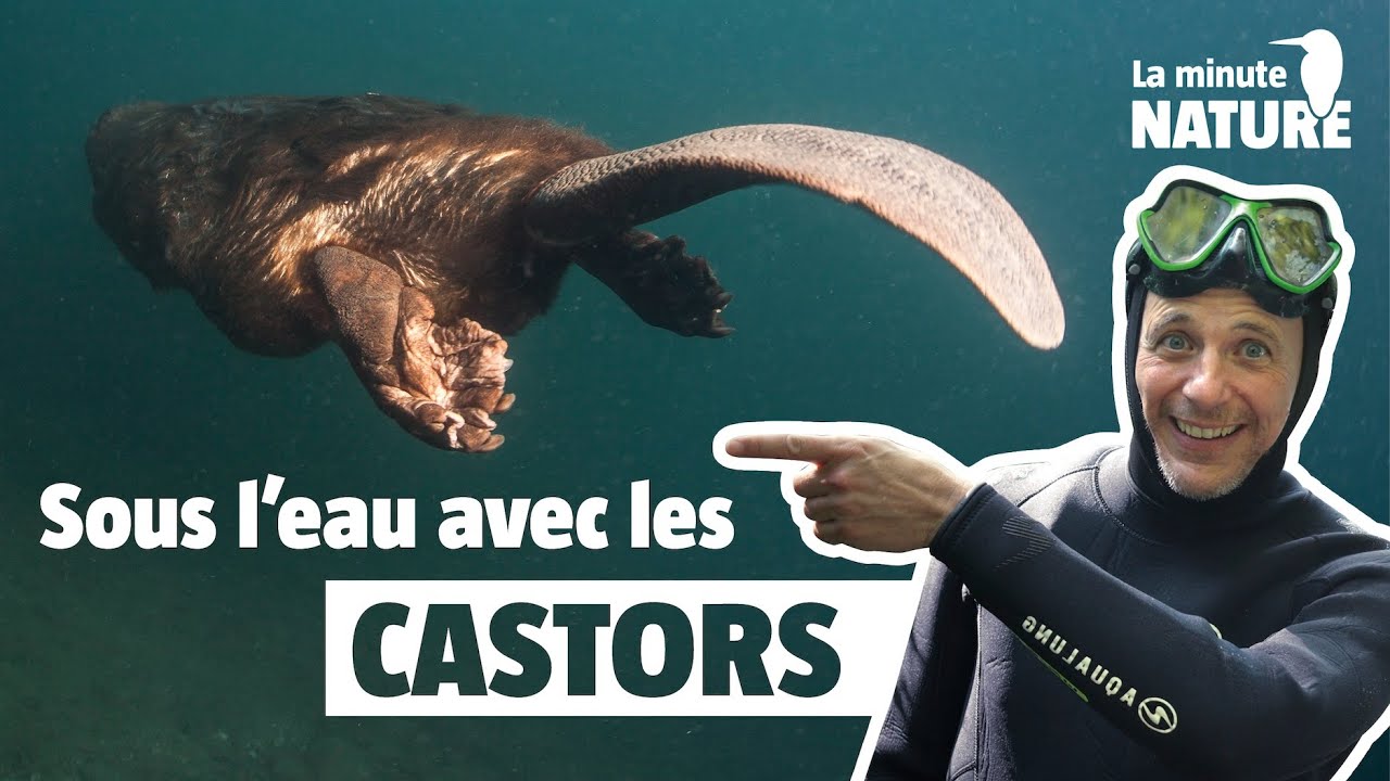 Pourquoi les castors construisent des barrages ? (No 388) Avec 