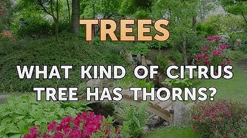 What Kind of Citrus Tree Has Thorns?