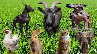 Funny Animals - Cow, Goat, Hen, Sheep, Dog, Rabbit, Elephant, pig, Bear- Familiar Animals screenshot 1